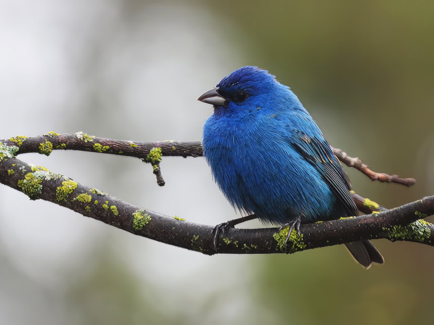 Indigo Bunting