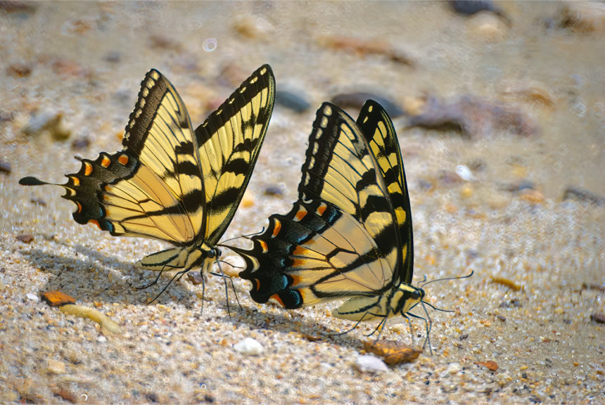Eastern Tiger Swallowtail on the beach in Surry VA