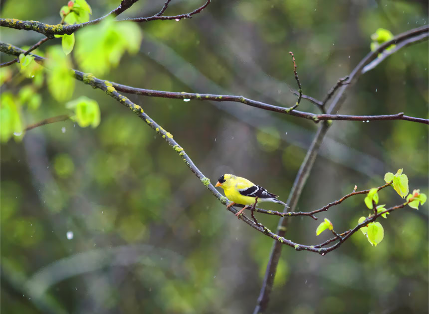 American Goldfinch