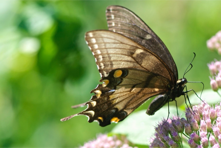 Eastern Tiger Swallowtail
